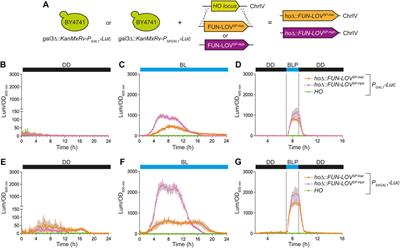 Expanding the molecular versatility of an optogenetic switch in yeast